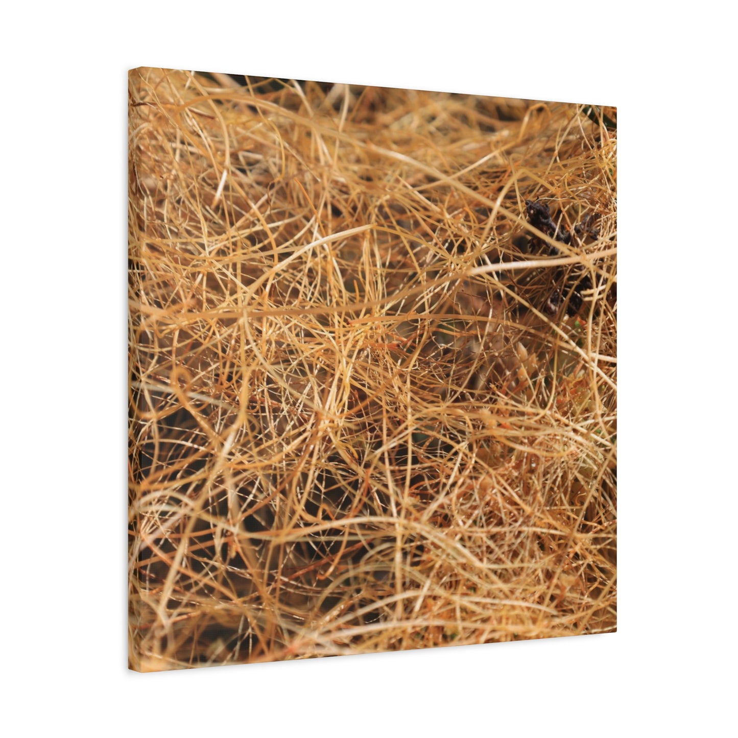 Dry Grass - Unique Frameless Canvas Wall Art - Art By Earth