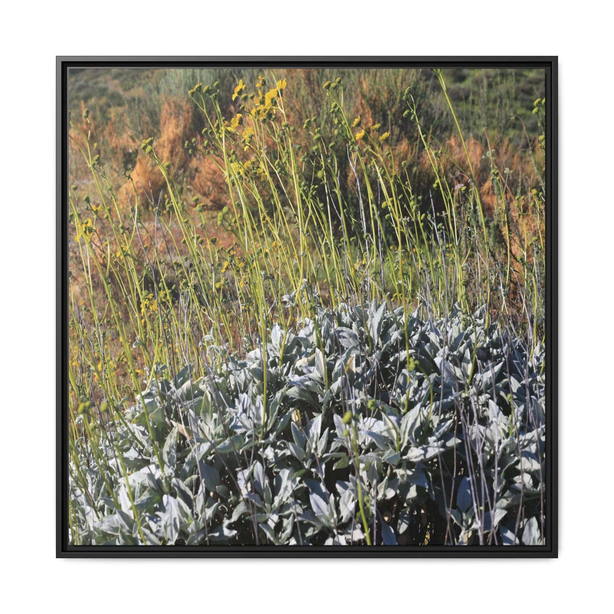 Arid Landscape with Yellow Flowers - Unique Stretched Canvas Wall Art - Art By Earth