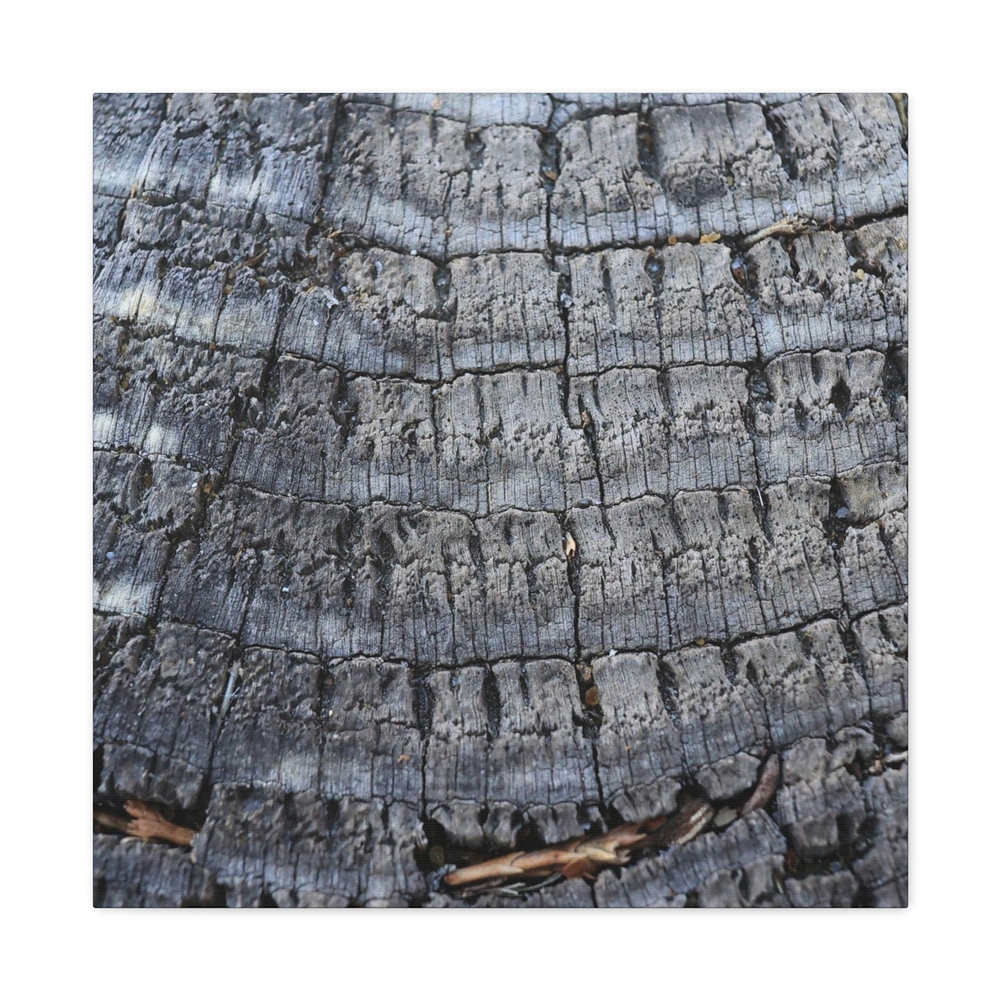 Whispers of Age - Unique Frameless Canvas Wall Art - Art By Earth