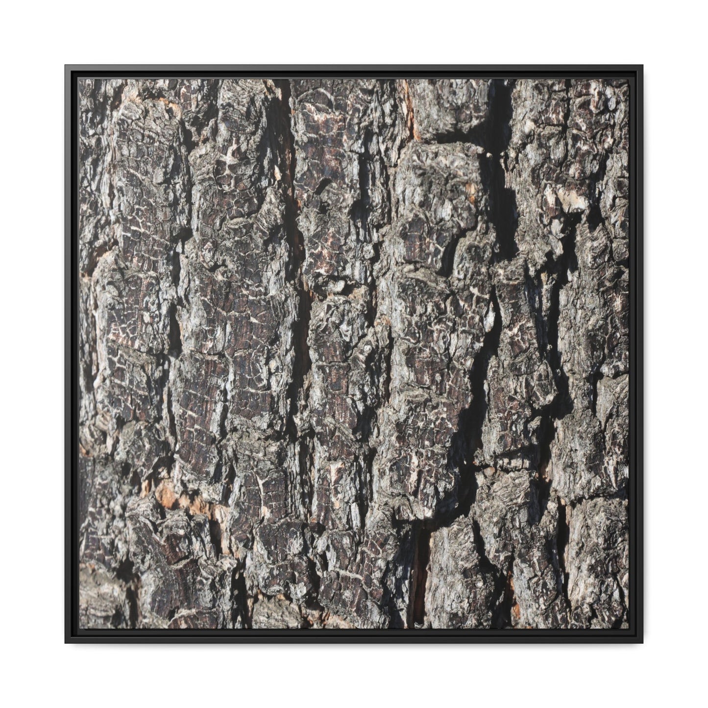 Bark Study in Gray - Unique Stretched Canvas Wall Art - Art By Earth