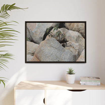 Desert Plant Thriving Among Rocks - Unique Stretched Canvas Wall Art