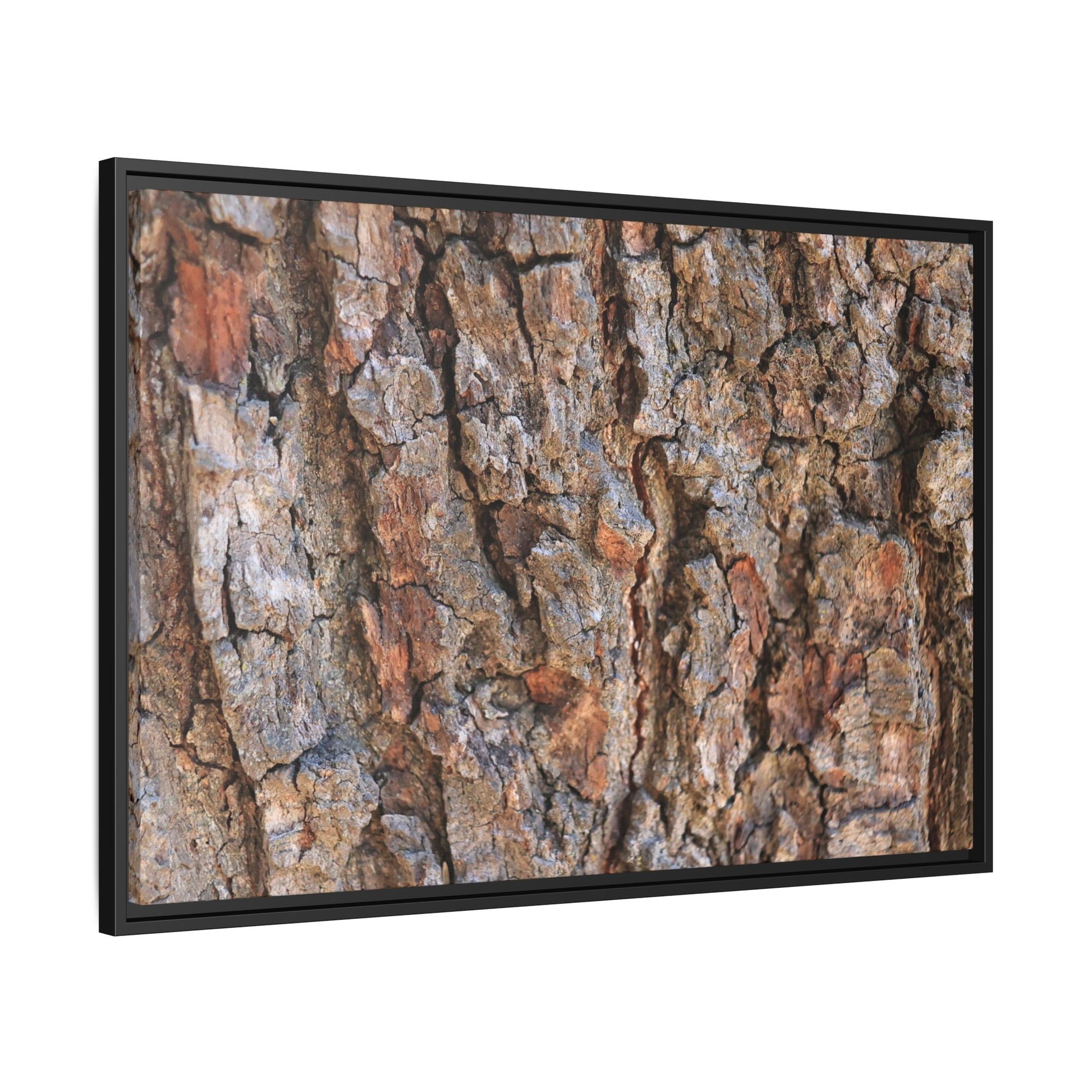 Tree's Timeworn Tale - Unique Stretched Canvas Wall Art - Art By Earth