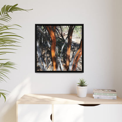 Eucalyptus Grove - Unique Stretched Canvas Wall Art