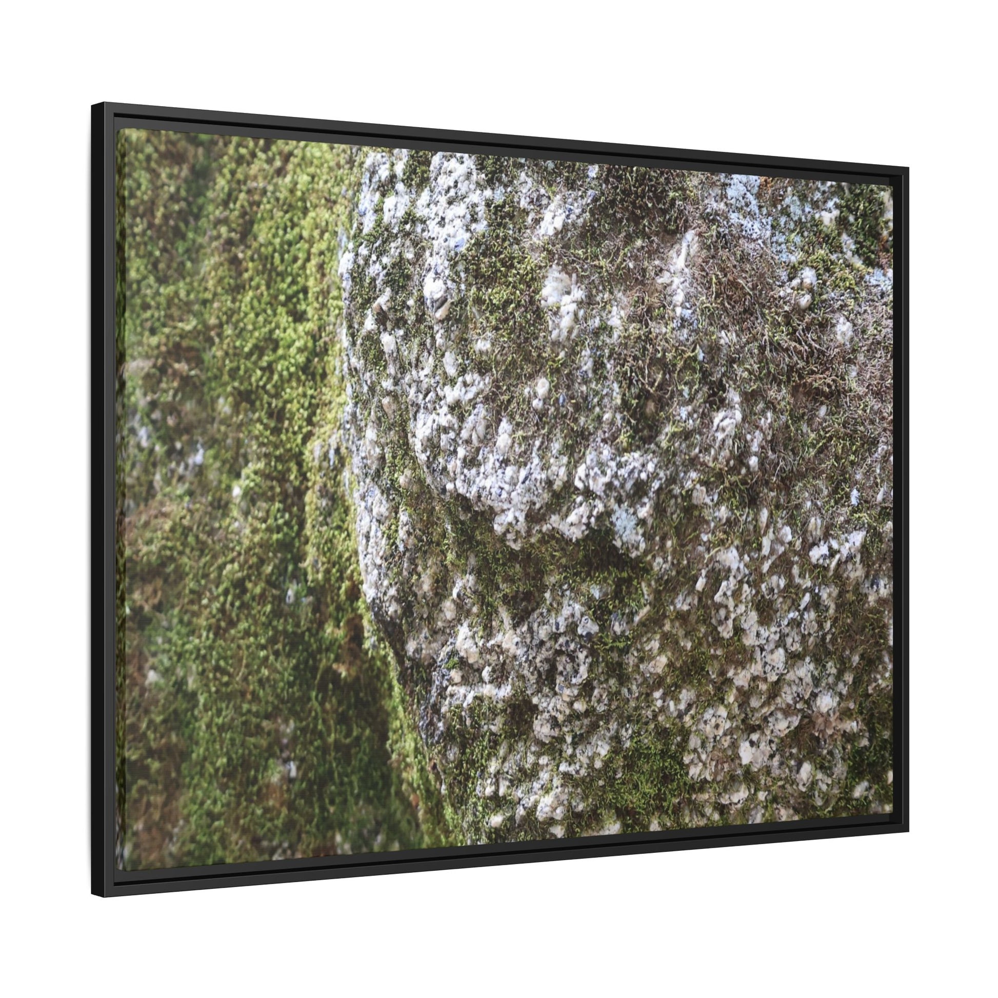 Lichen Landscape - Unique Stretched Canvas Wall Art - Art By Earth