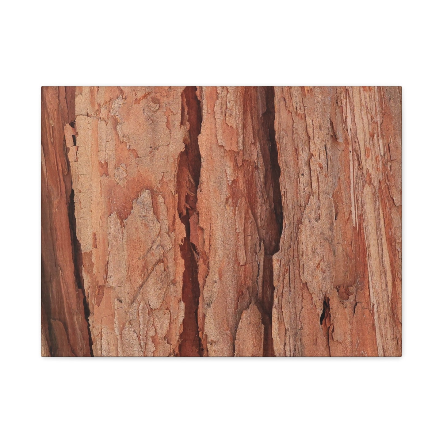 Bark Layers of Time - Unique Frameless Canvas Wall Art - Art By Earth