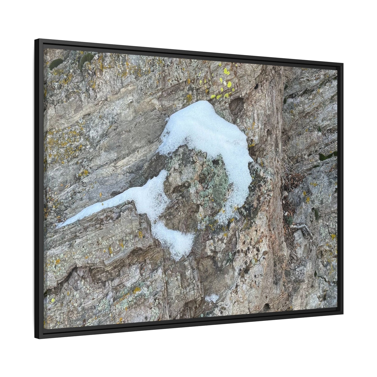 Lichen's Embrace - Unique Stretched Canvas Wall Art