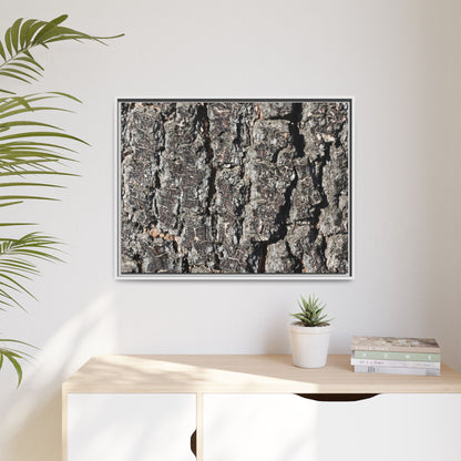 Bark Study in Gray - Unique Stretched Canvas Wall Art - Art By Earth