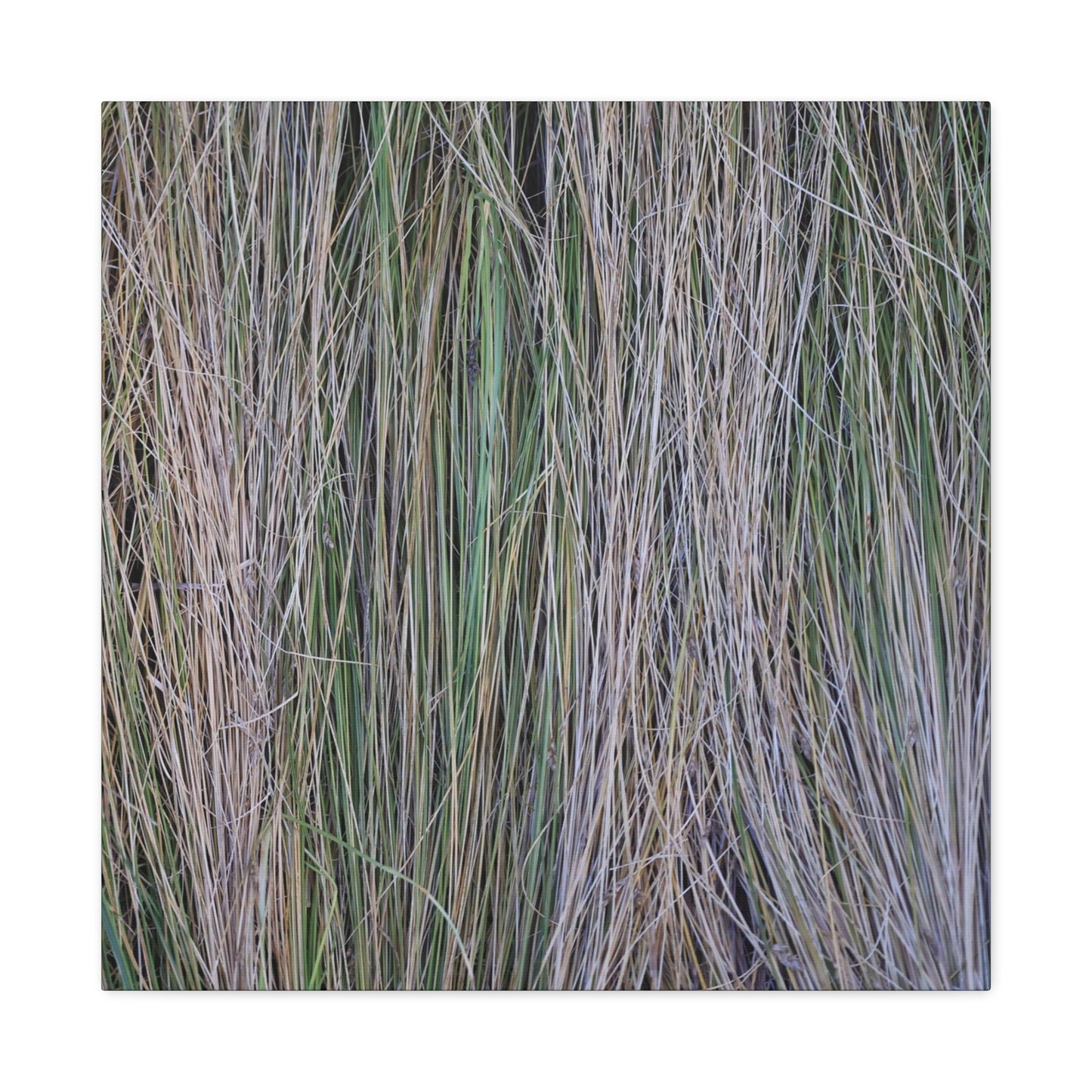 Whispers of Grass - Unique Frameless Canvas Wall Art - Art By Earth
