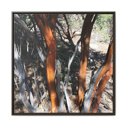 Eucalyptus Grove - Unique Stretched Canvas Wall Art