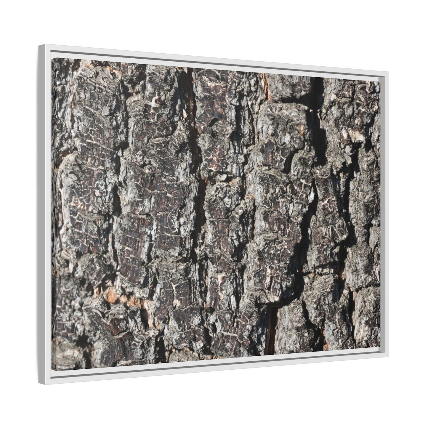 Bark Study in Gray - Unique Stretched Canvas Wall Art - Art By Earth