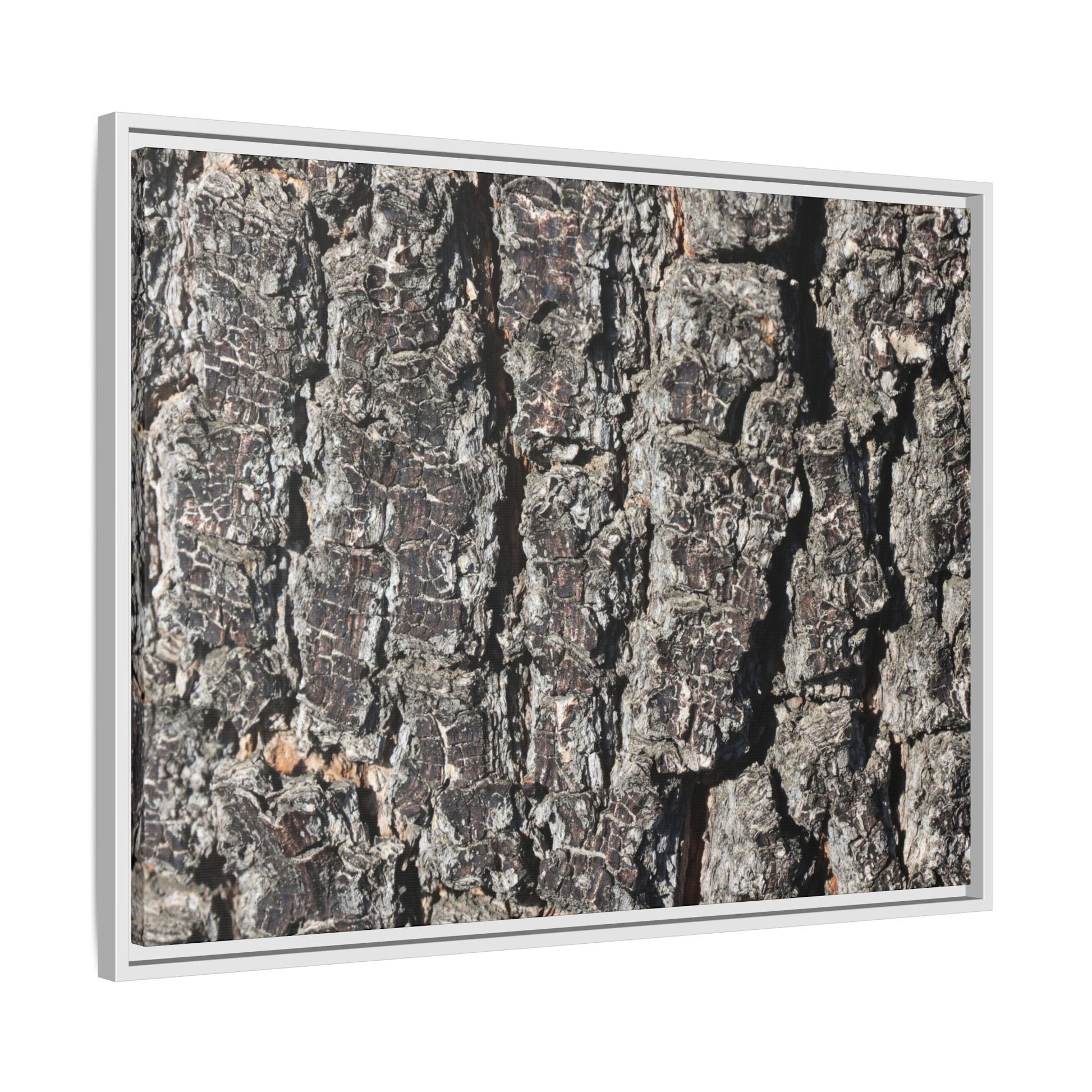 Bark Study in Gray - Unique Stretched Canvas Wall Art - Art By Earth