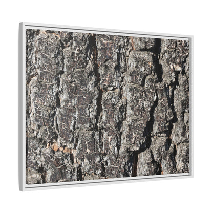 Bark Study in Gray - Unique Stretched Canvas Wall Art - Art By Earth