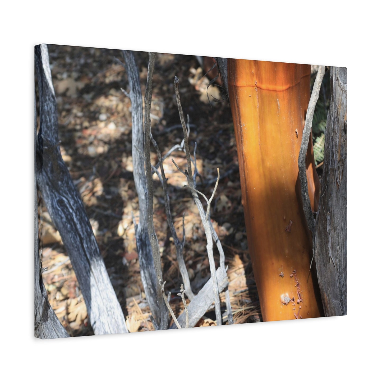 Burnt Forest Remnants - Unique Frameless Canvas Wall Art