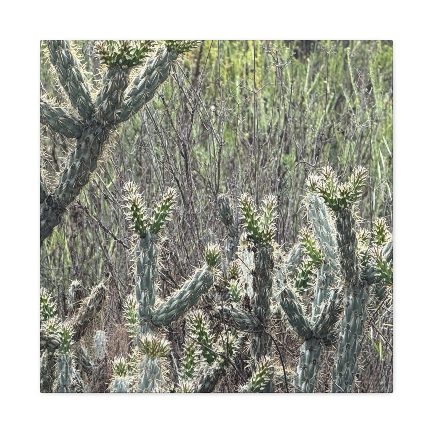 Spiny Sentinels - Unique Frameless Canvas Wall Art - Art By Earth