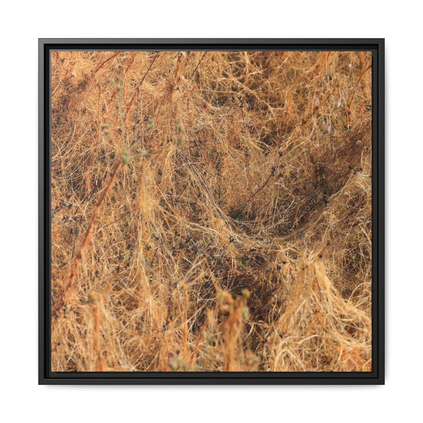 Dried Vegetation Study - Unique Stretched Canvas Wall Art - Art By Earth