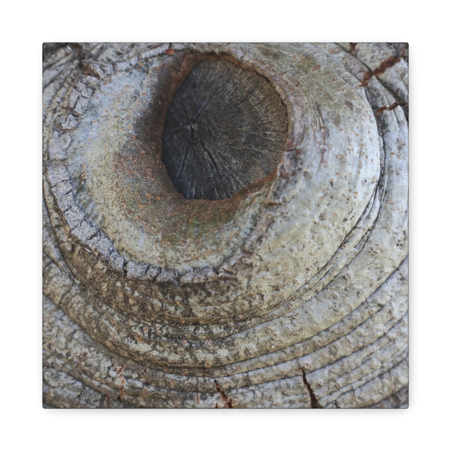 Bark's Eye - Unique Frameless Canvas Wall Art - Art By Earth