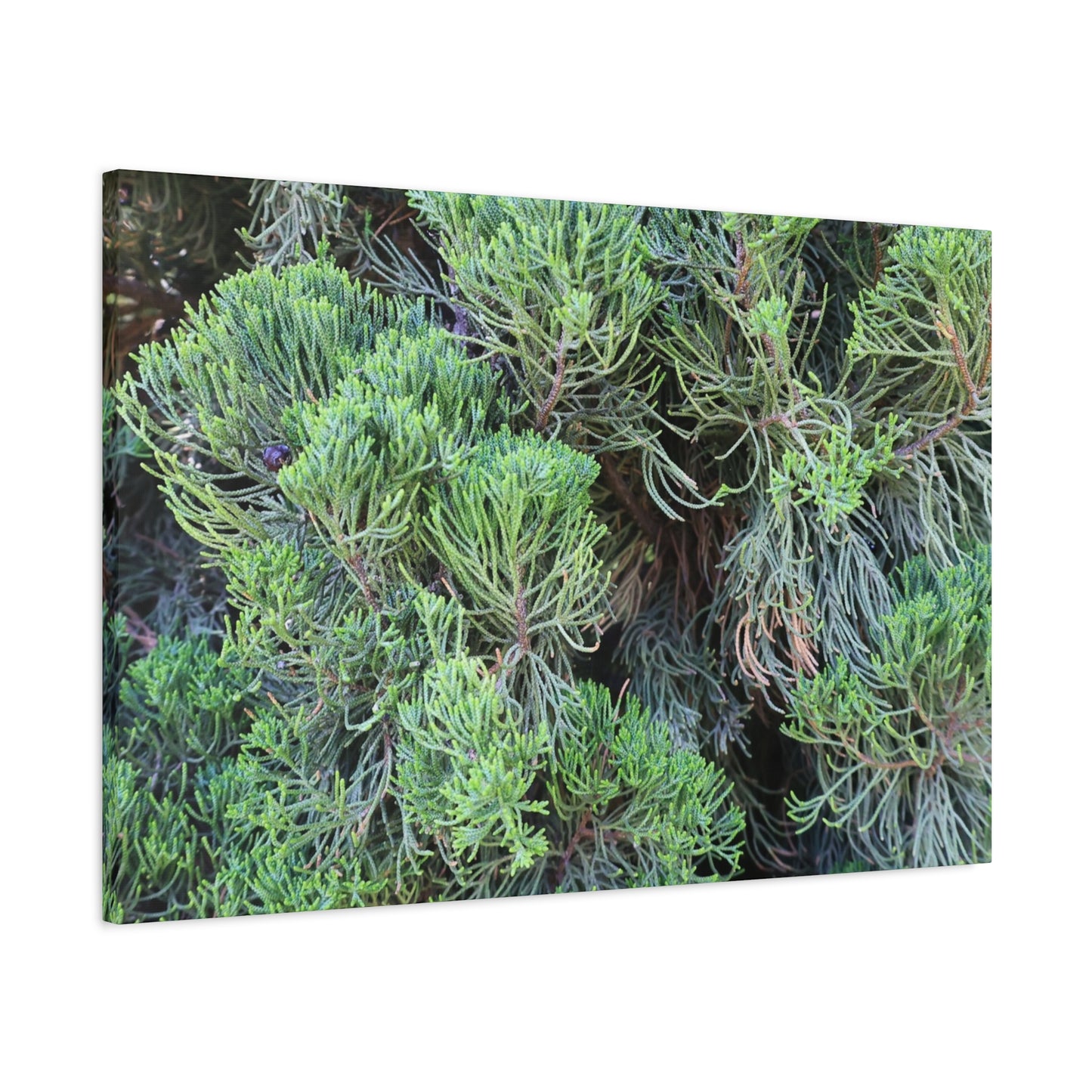 Green Labyrinth - Unique Frameless Canvas Wall Art - Art By Earth