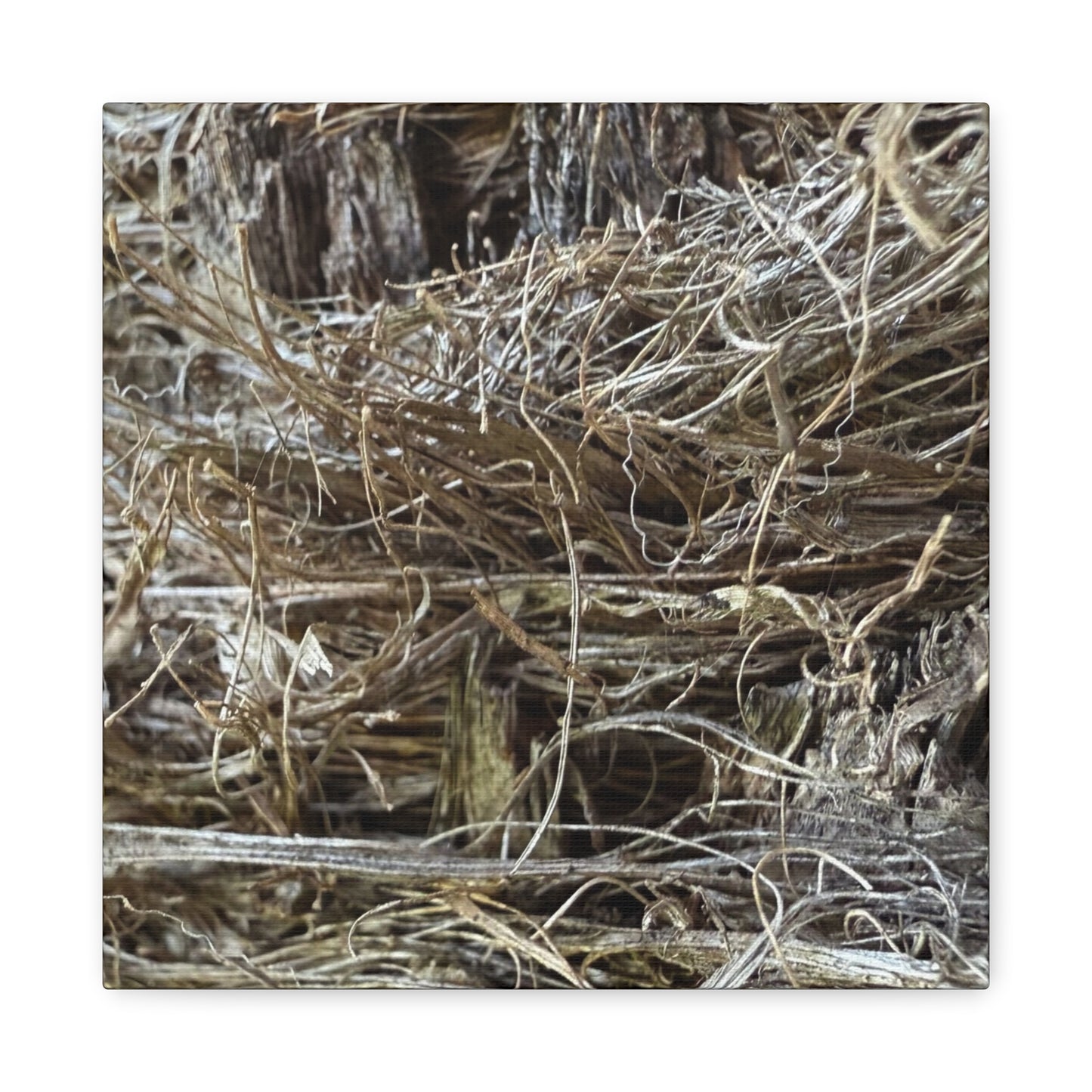 Whispers in Dry Grass - Unique Frameless Canvas Wall Art - Art By Earth