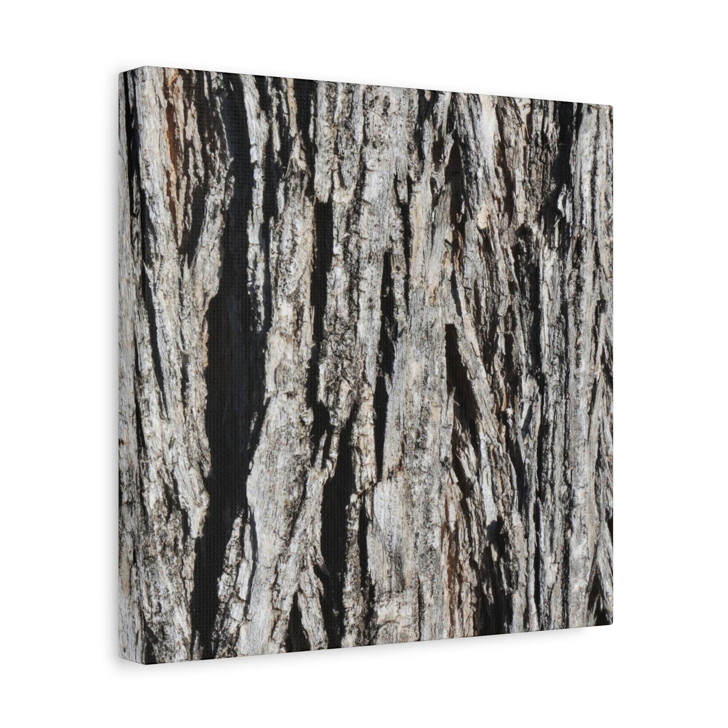 Bark Layers in Monochrome - Unique Frameless Canvas Wall Art - Art By Earth