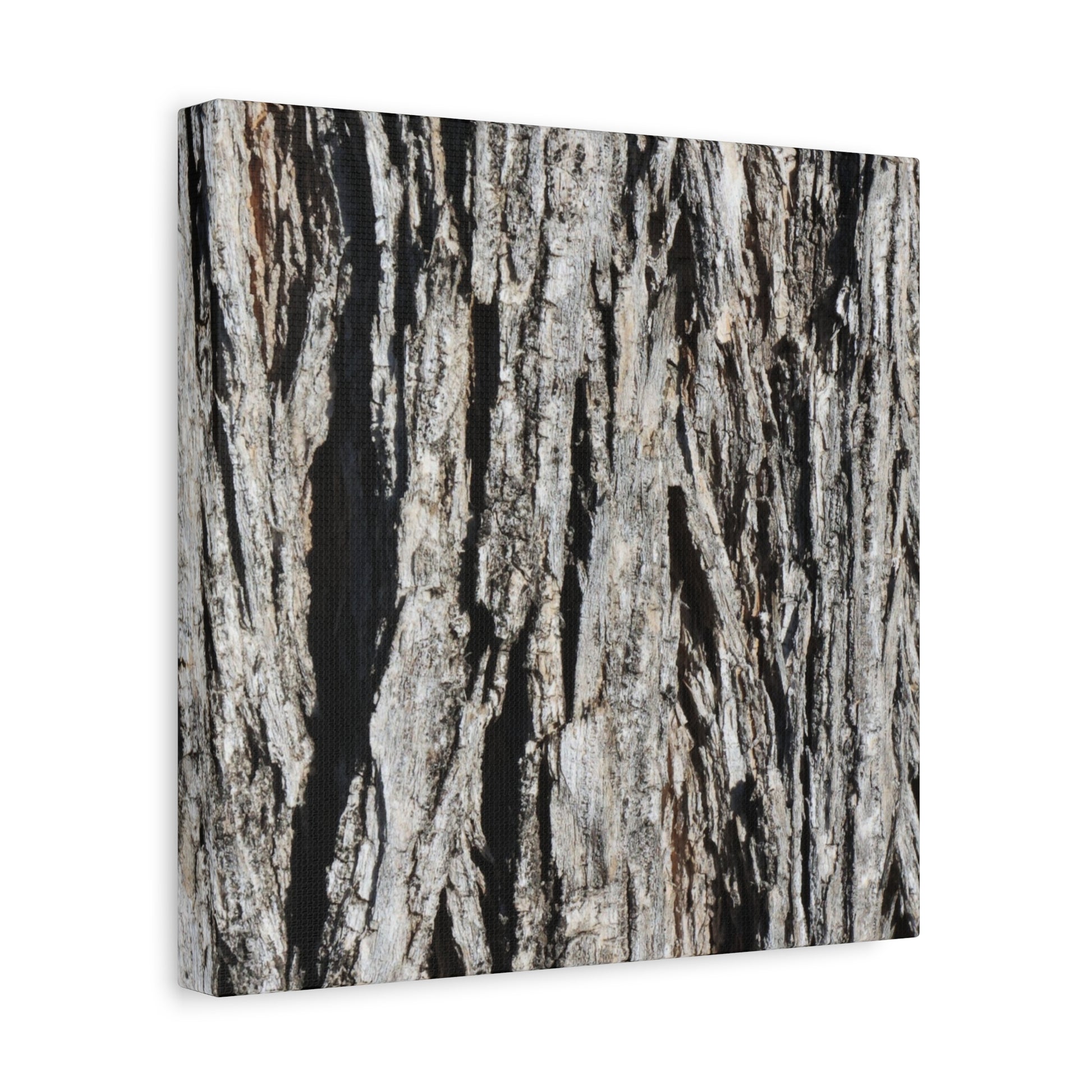Bark Layers in Monochrome - Unique Frameless Canvas Wall Art - Art By Earth