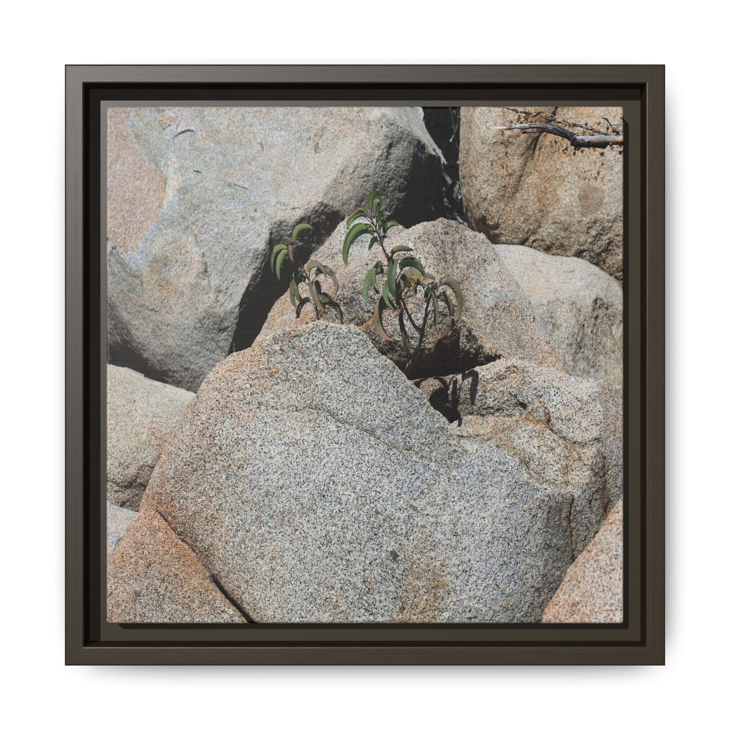 Desert Plant Thriving Among Rocks - Unique Stretched Canvas Wall Art