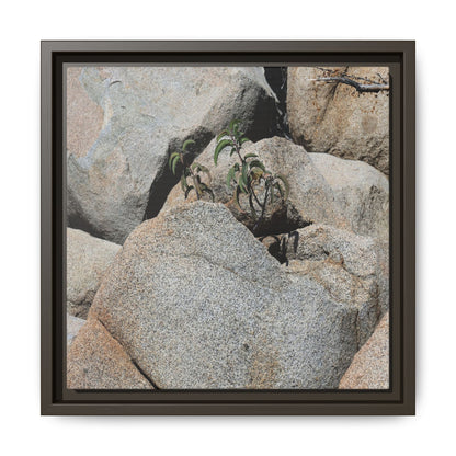 Desert Plant Thriving Among Rocks - Unique Stretched Canvas Wall Art