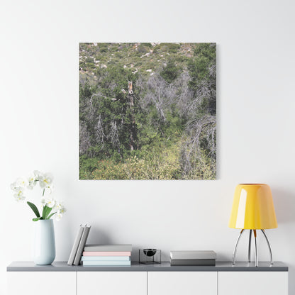 Drought-Stricken Forest - Unique Frameless Canvas Wall Art