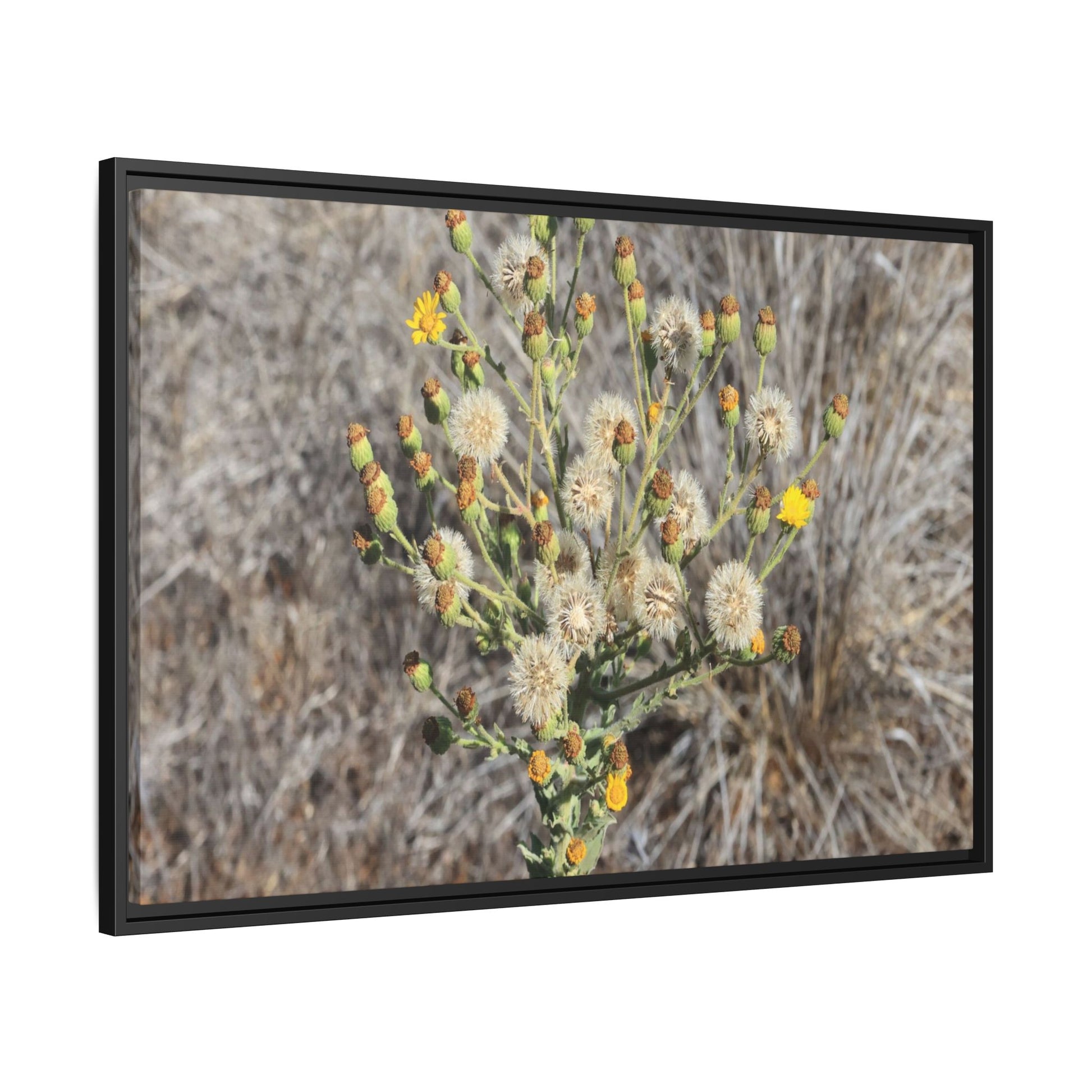Whispers of the Dry Grass - Unique Stretched Canvas Wall Art - Art By Earth