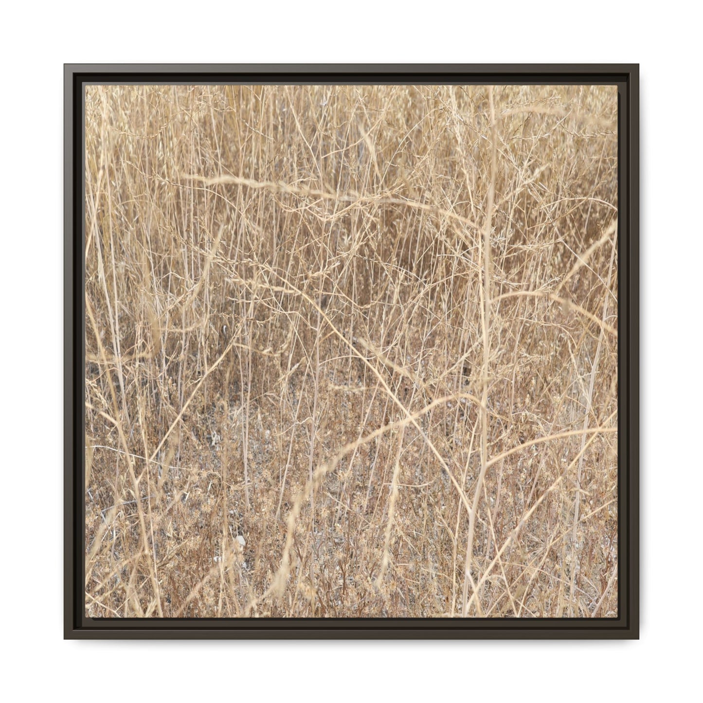 Golden Stalks - Unique Stretched Canvas Wall Art - Art By Earth