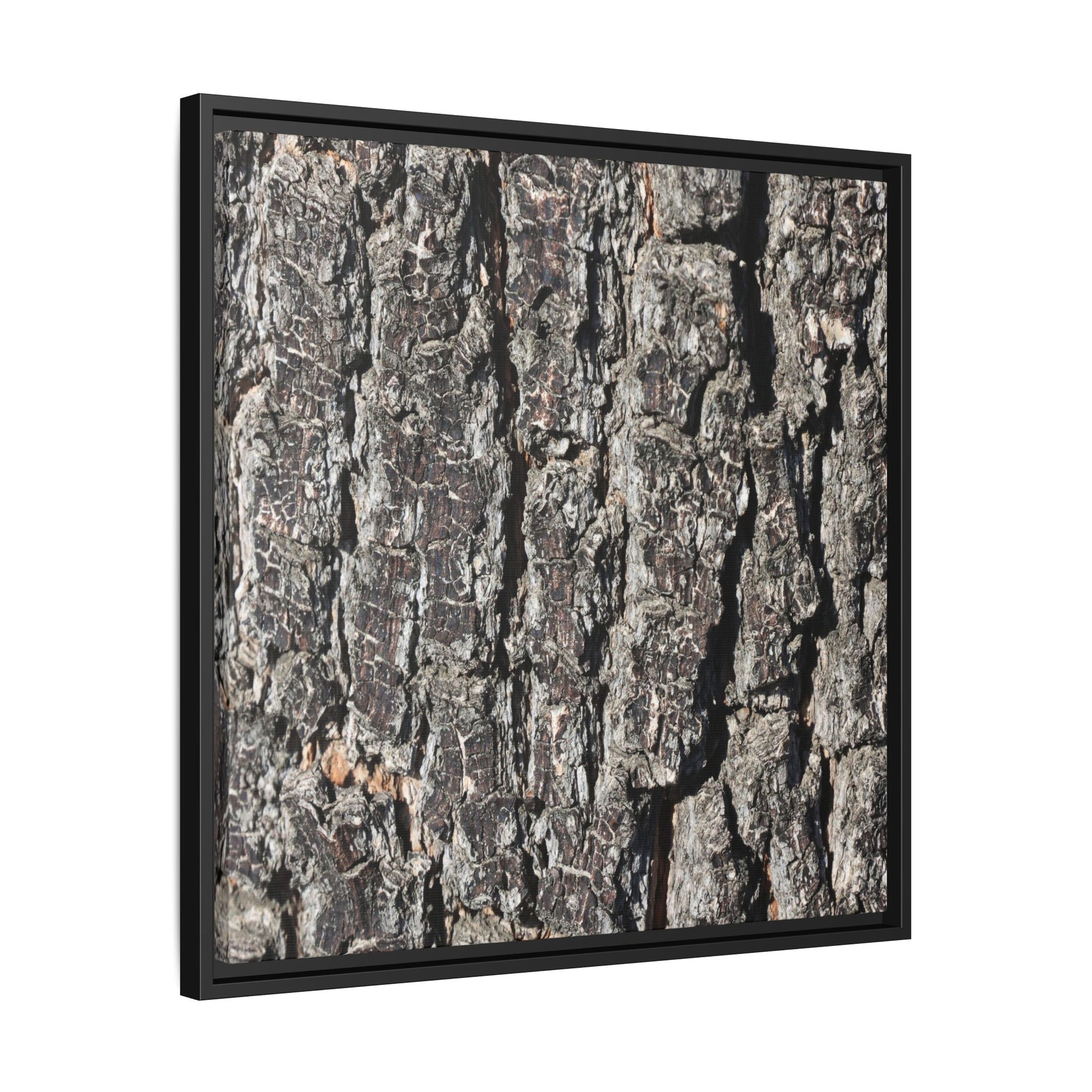 Bark Study in Gray - Unique Stretched Canvas Wall Art - Art By Earth