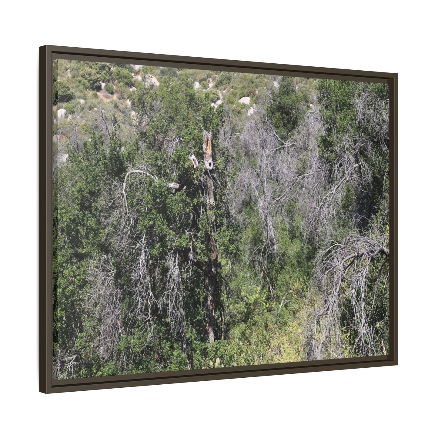 Forest Decline - Unique Stretched Canvas Wall Art