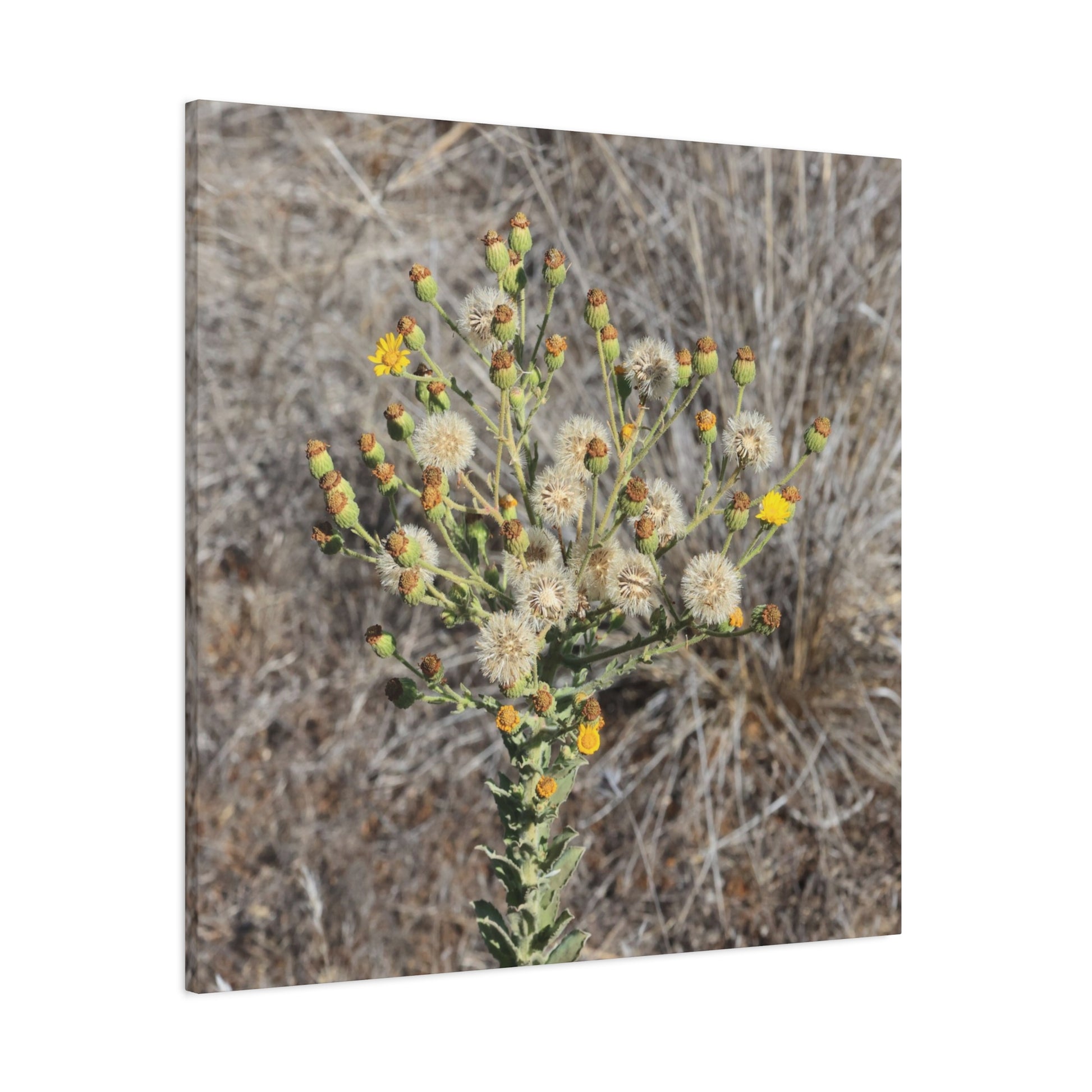 Whispers of the Dry Meadow - Unique Stretched Canvas Wall Art - Art By Earth