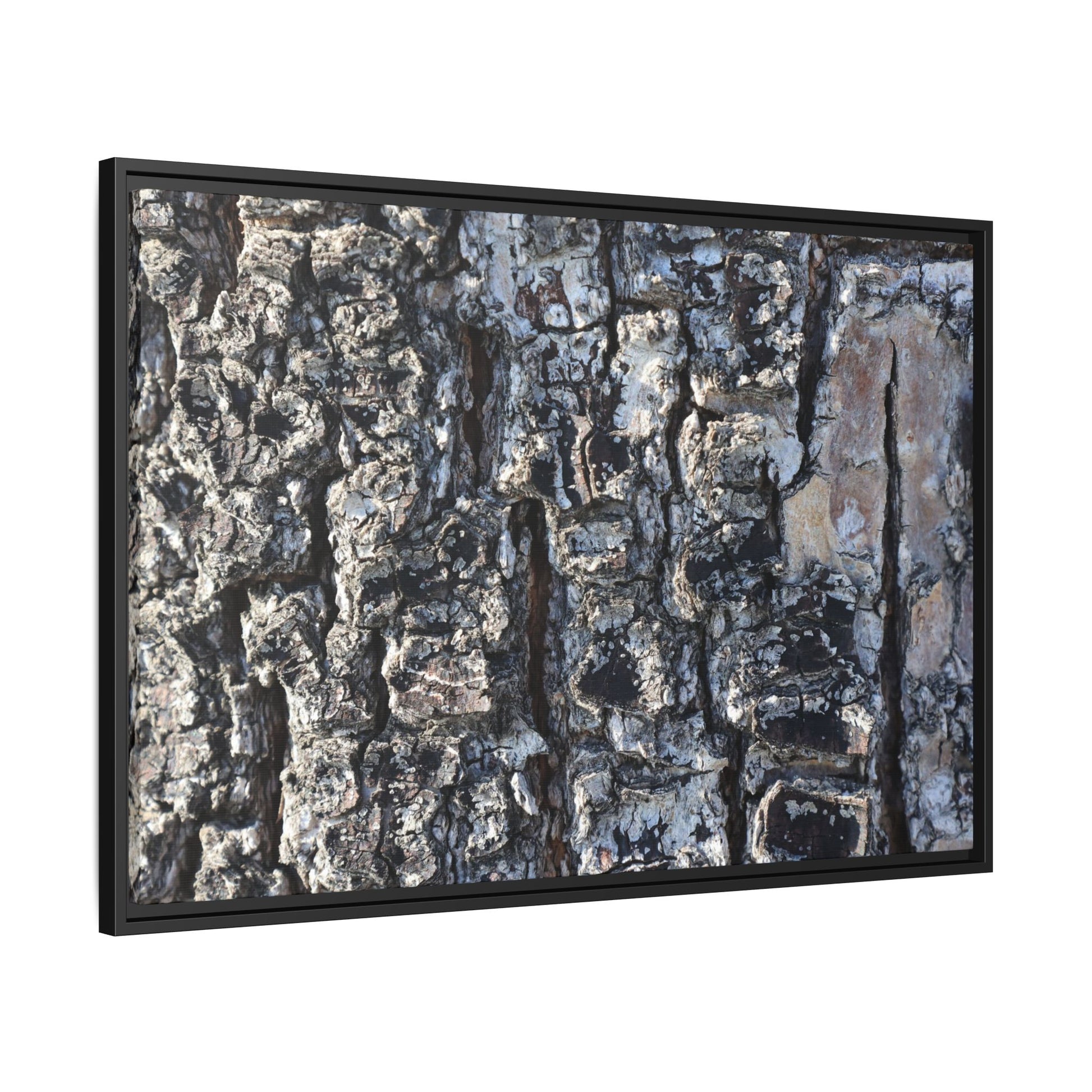 The Bark Chronicles - Unique Stretched Canvas Wall Art - Art By Earth