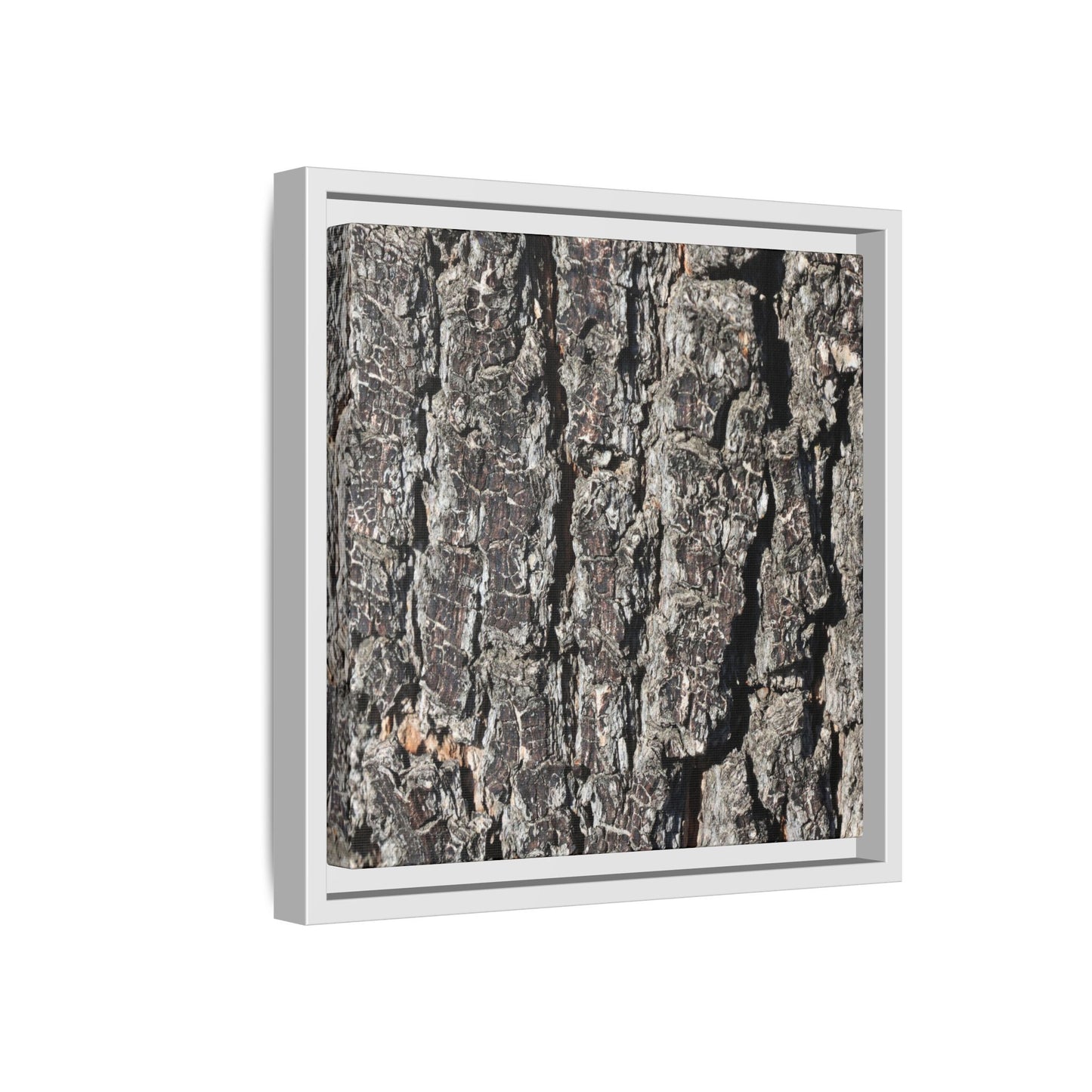Bark Study in Gray - Unique Stretched Canvas Wall Art - Art By Earth