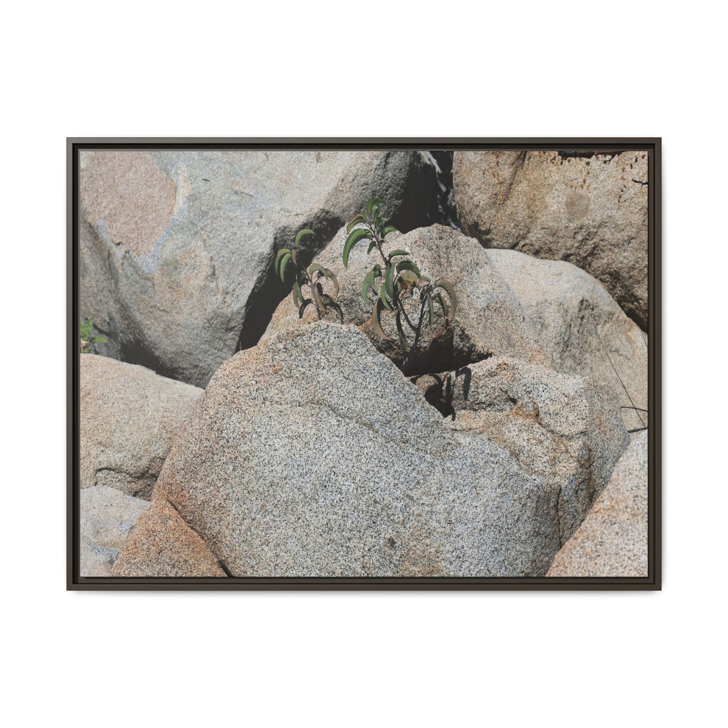 Desert Plant Thriving Among Rocks - Unique Stretched Canvas Wall Art