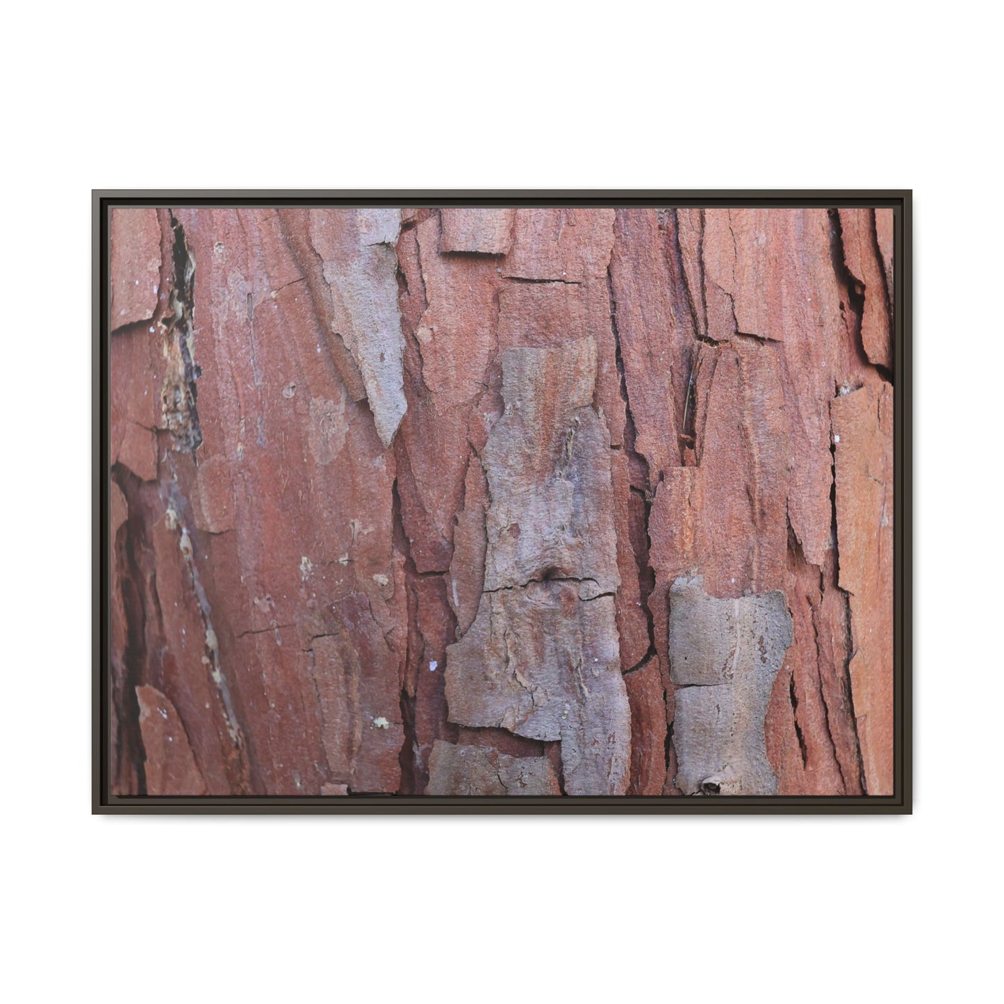 Peeling Bark - Unique Stretched Canvas Wall Art - Art By Earth