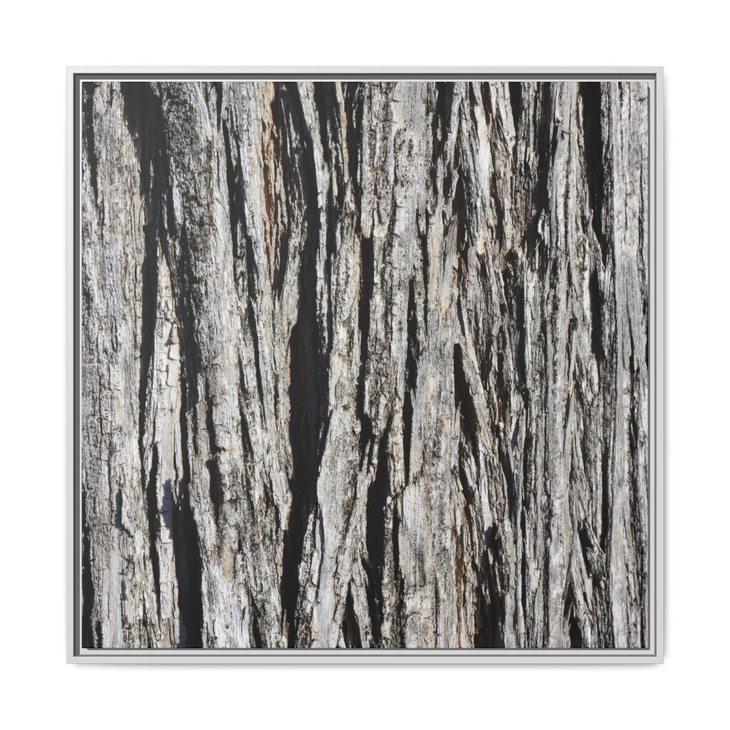 Bark Lines - Unique Stretched Canvas Wall Art - Art By Earth
