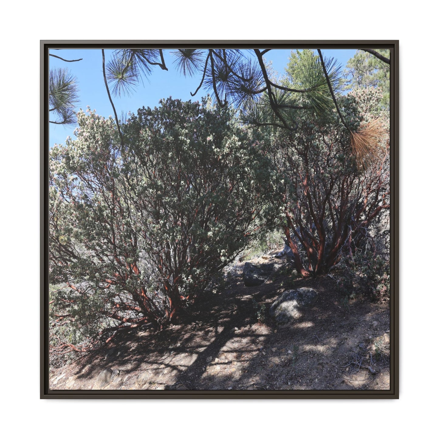 Desert Trail Through Blooming Manzanita - Unique Stretched Canvas Wall Art