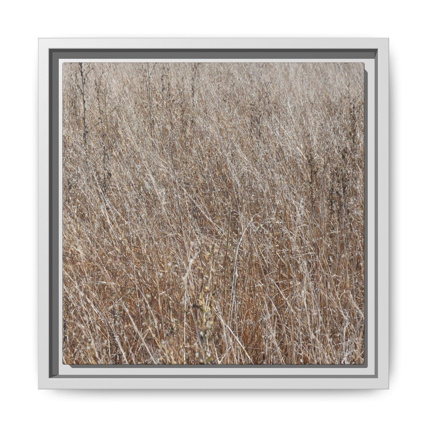Dry Grass Symphony - Unique Stretched Canvas Wall Art - Art By Earth