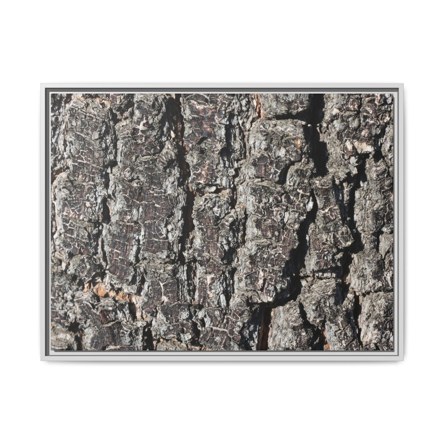 Bark Study in Gray - Unique Stretched Canvas Wall Art - Art By Earth