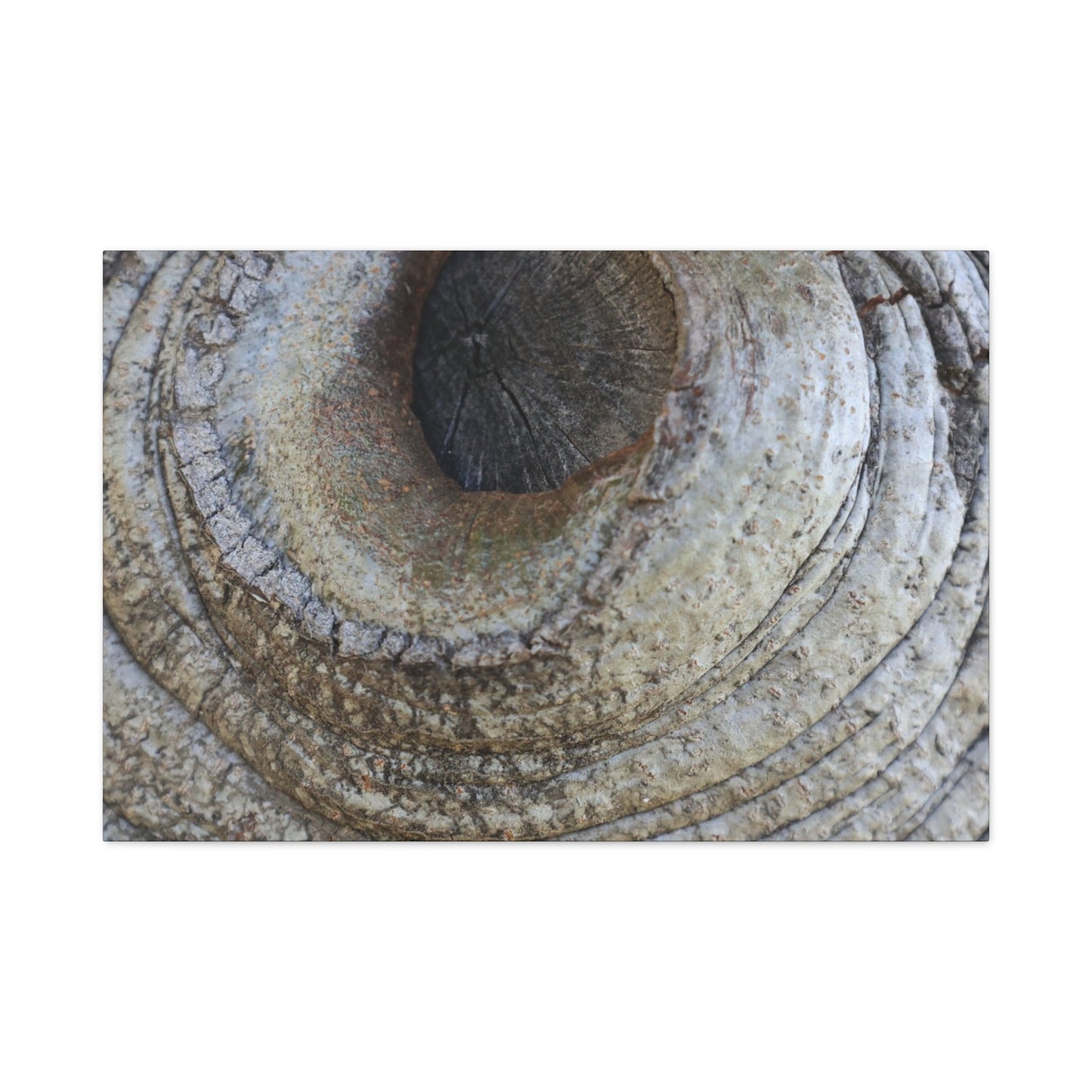 Bark's Eye - Unique Frameless Canvas Wall Art - Art By Earth