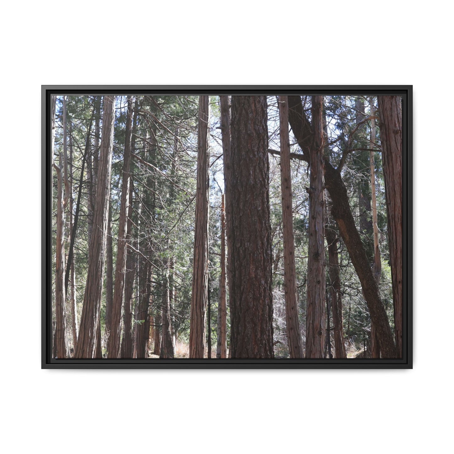 Forest Cathedral - Unique Stretched Canvas Wall Art - Art By Earth
