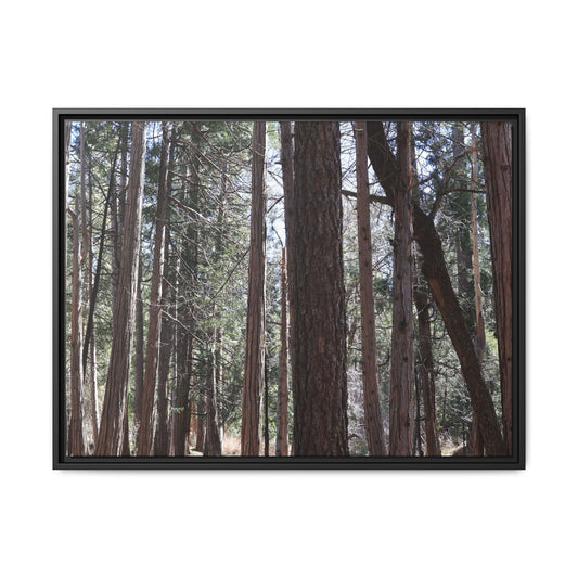 Forest Cathedral - Unique Stretched Canvas Wall Art - Art By Earth