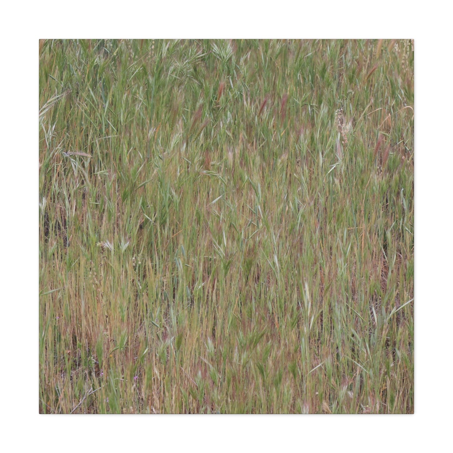 Whispers of the Prairie - Unique Frameless Canvas Wall Art - Art By Earth