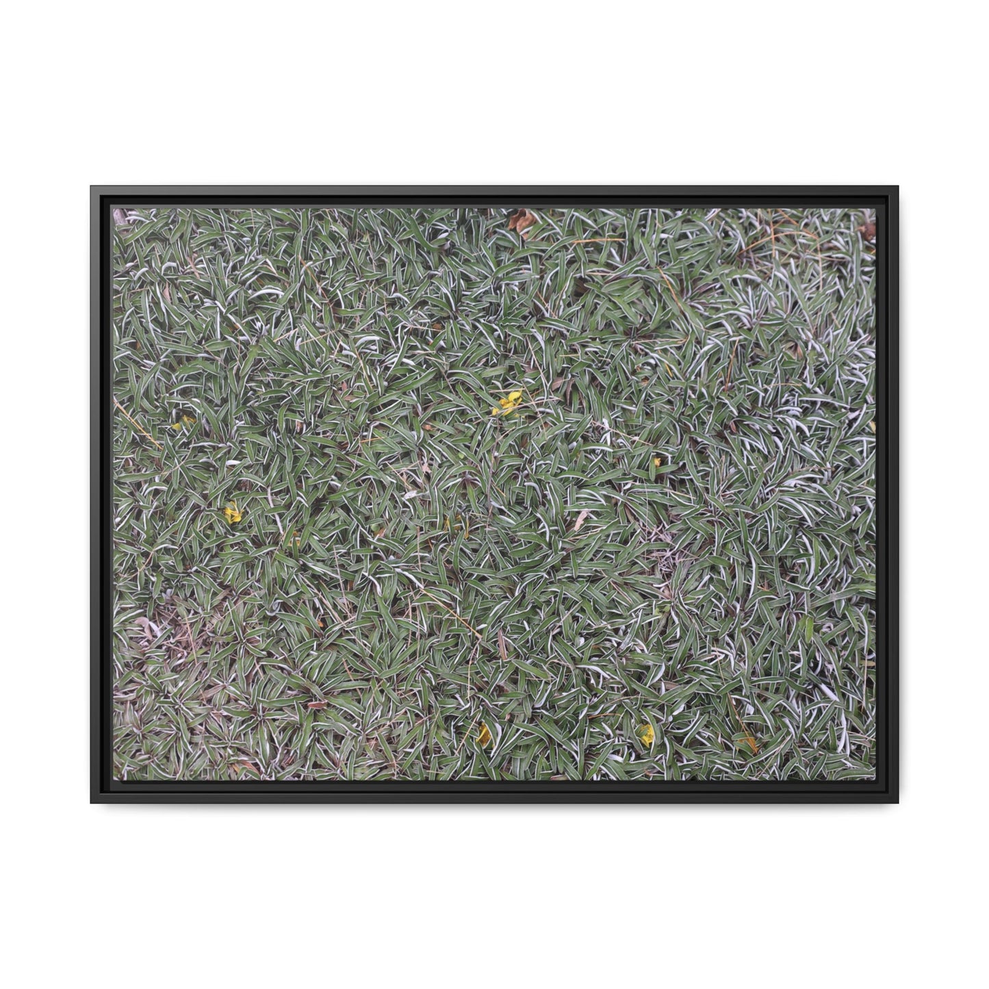 Grassy Texture - Unique Stretched Canvas Wall Art - Art By Earth