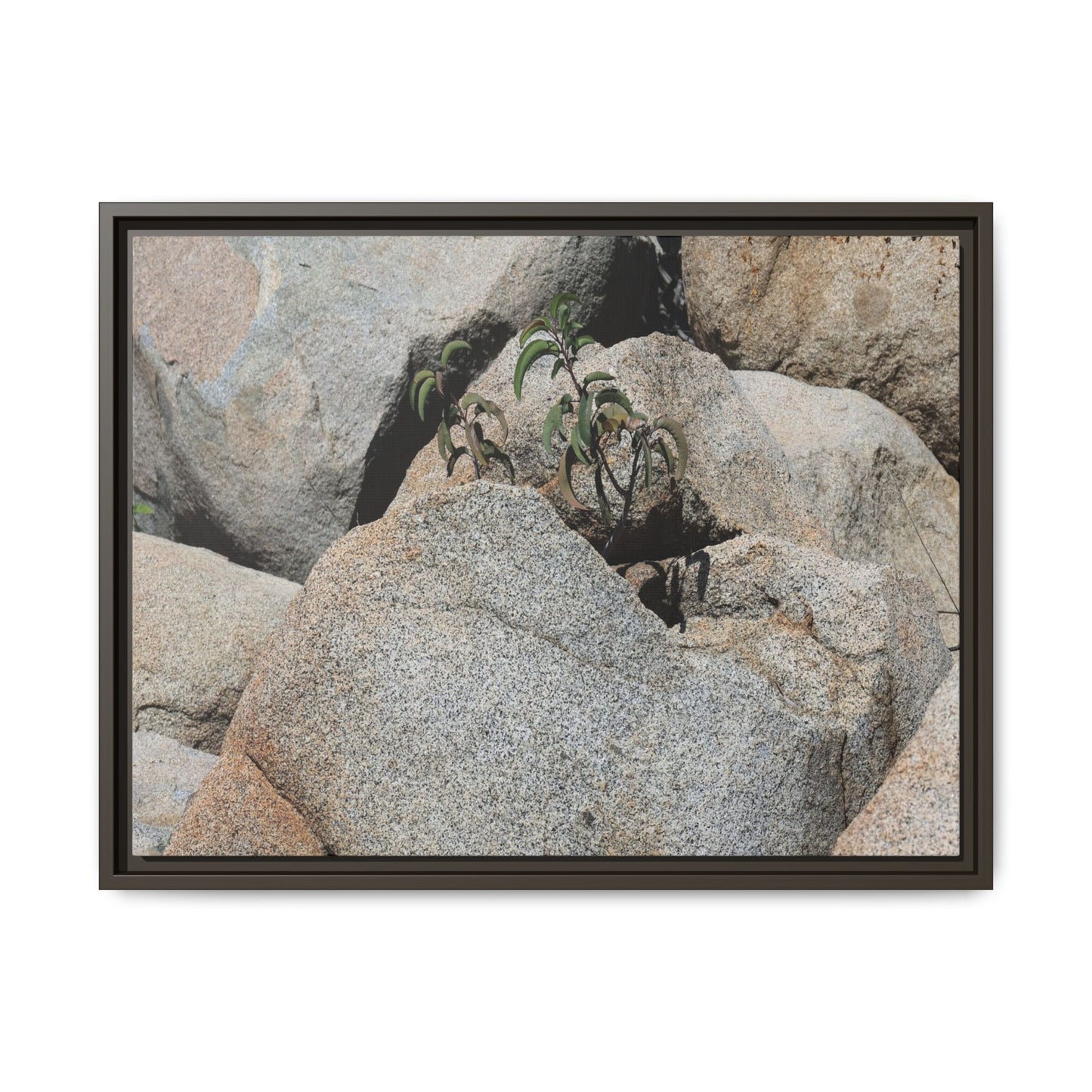 Desert Plant Thriving Among Rocks - Unique Stretched Canvas Wall Art