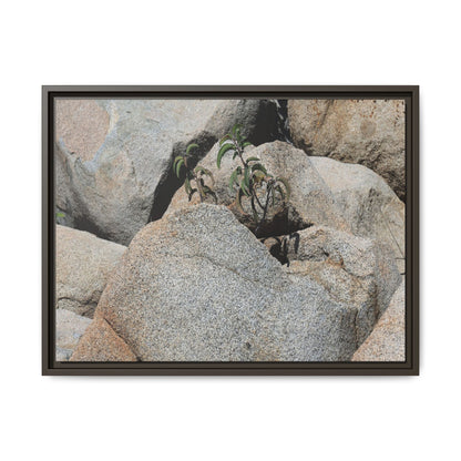 Desert Plant Thriving Among Rocks - Unique Stretched Canvas Wall Art