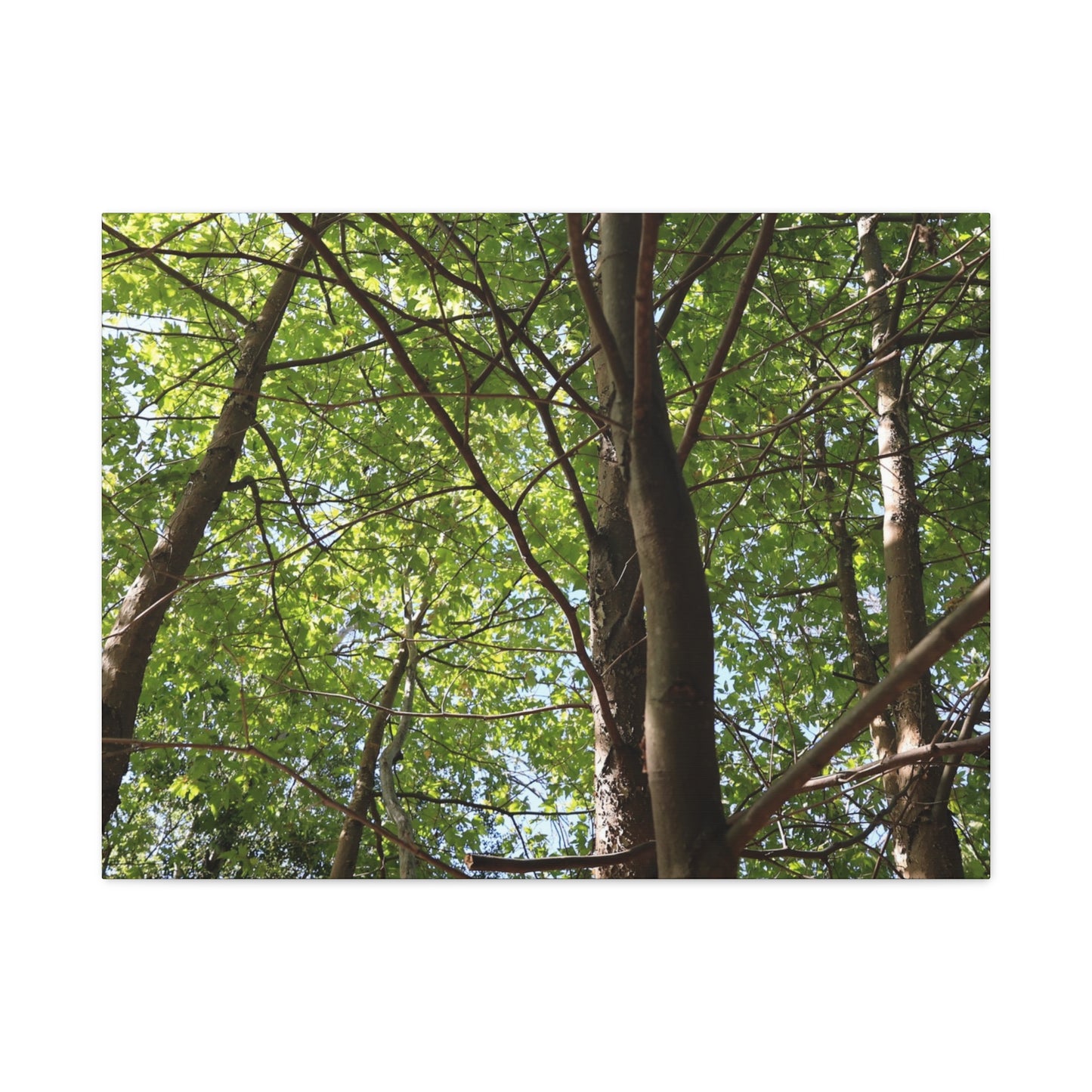 Canopy of Light - Unique Frameless Canvas Wall Art