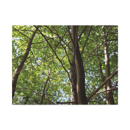 Canopy of Light - Unique Frameless Canvas Wall Art
