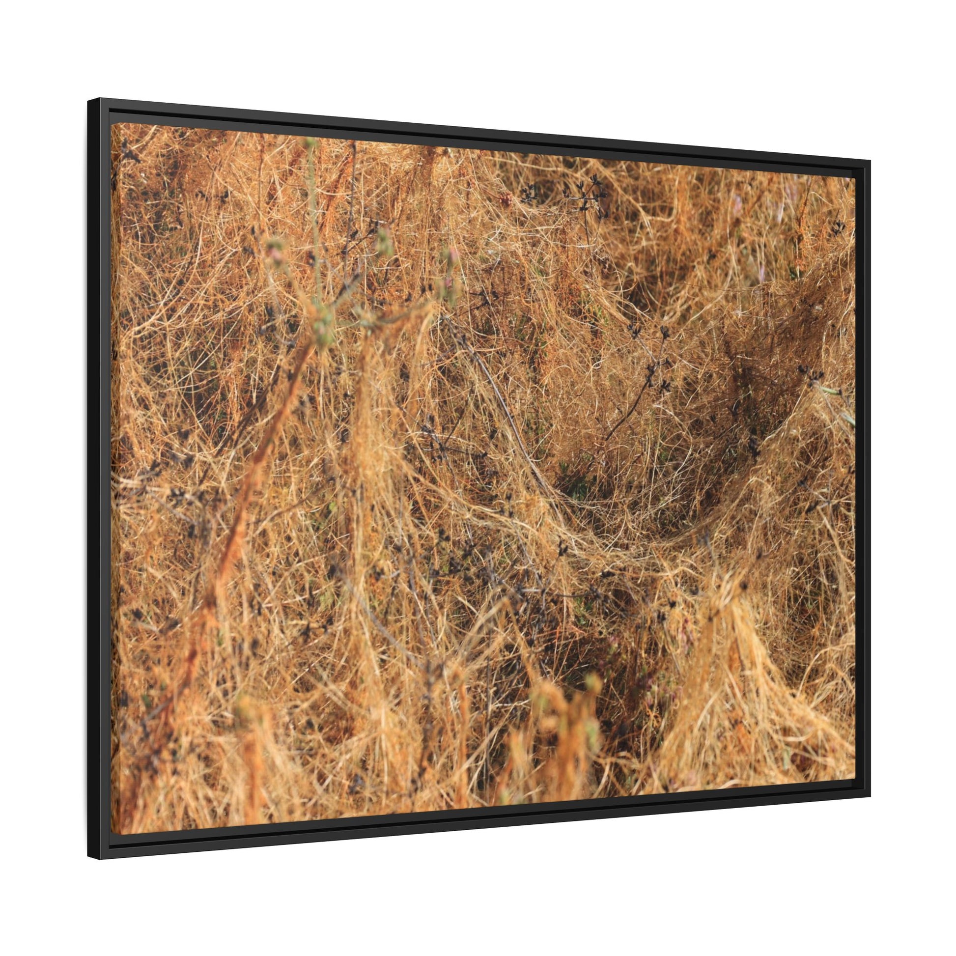 Dried Vegetation Study - Unique Stretched Canvas Wall Art - Art By Earth
